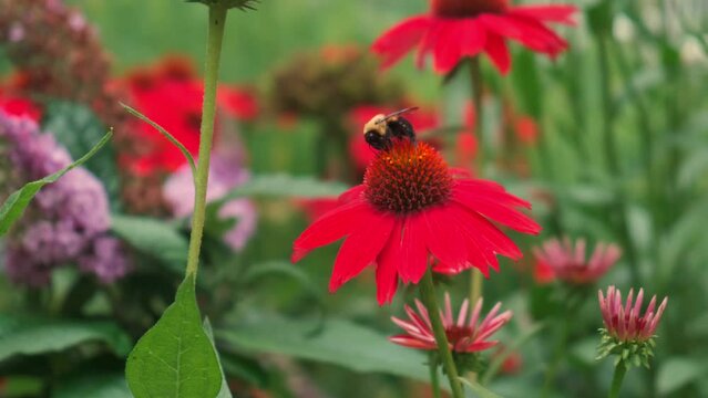 Bee flies around on red helenium flowers pollenating during spring time in an Illinois garden