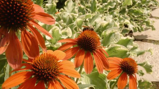 Cinematic move toward from Bees flying around and pollenating orange heleniums in spring