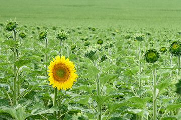 Majestic Yellow Sunflower in a Green Field
