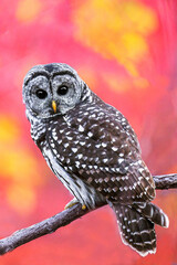 Barred owl with a colorful background 