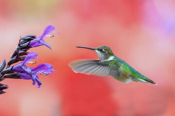 An actiAn active Ruby thoughted hummingbird collecting nectar  ve Ruby thoughted humming bird collectin nectar   