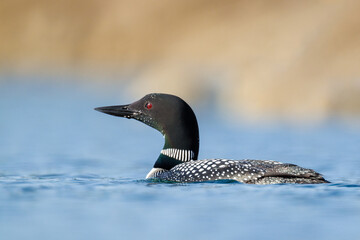 Common loon with a red eyes on a lake during sunrise 