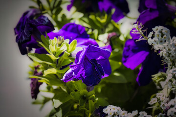 Best Types of Flowers