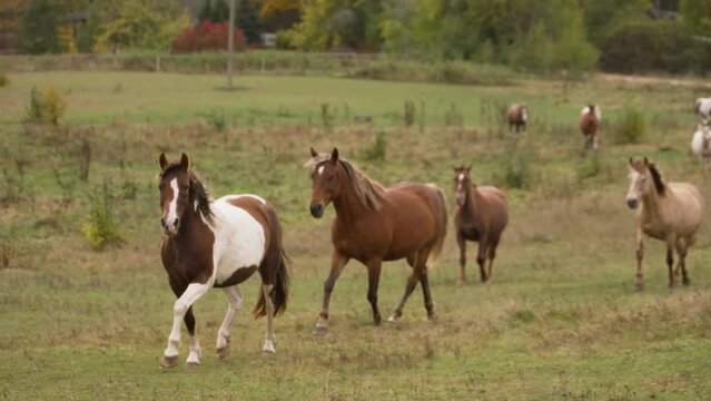 Beautiful spotted horses run on a field