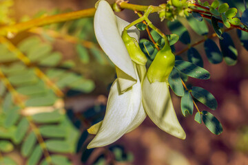 Agasta flowers look like pea flowers, Fragrant. They are white or red, 60 white stamens. The calyx is bell-shaped or cup-shaped. soft and selective focus.
