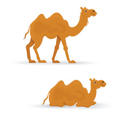 camel animal vector illustration design