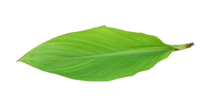 A green leaf to preparing for food package.
