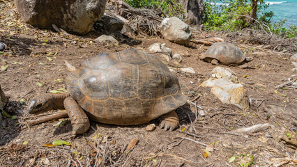 Obraz premium Giant turtles Aldabrachelys gigantea walk along a dirt path. Leaves, dry branches, stones are scattered around. The turquoise ocean is visible in the distance. Seychelles. Moyenne Island