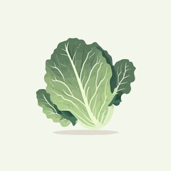 Cabbage big green leaves vegetable . Fresh and healthy Organic food for salad