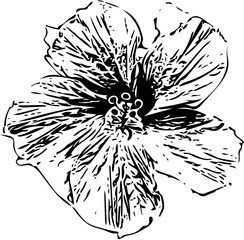 black and white flower
