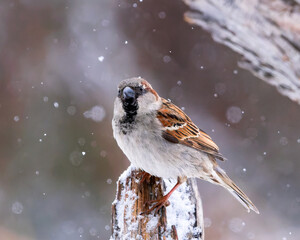 A male House Sparrow perches in a snowstorm.