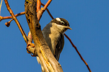Black-chinned Honeyeater in Victoria, Australia