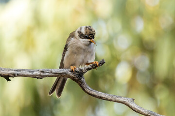 Black-chinned Honeyeater in Victoria, Australia