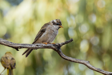 Black-chinned Honeyeater in Victoria, Australia