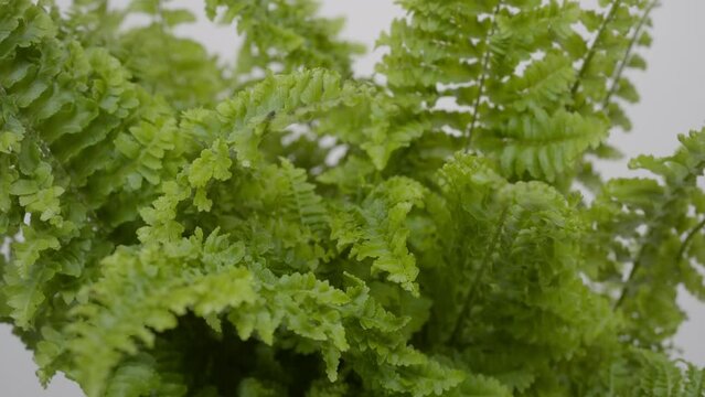 Extreme close-up crane shot of fishbone fern plant on grey background | Tropical houseplant commercial