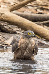 Brown Goshawk in Victoria, Australia