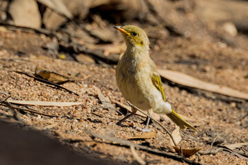 Fuscous Honeyeater in Victoria, Australia