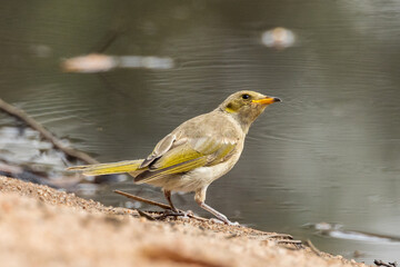 Fuscous Honeyeater in Victoria, Australia