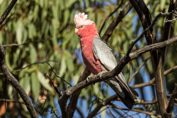 Galah Cockatoo in Victoria, Australia
