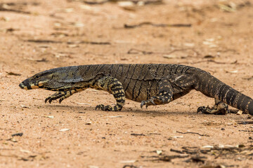 Lace Monitor in Victoria, Australia