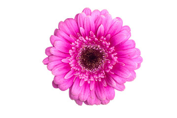 Pink gerbera flower macro photography isolated on white..
