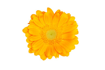 Yellow daisy flower isolated on white background