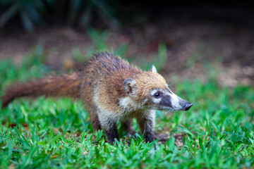White-nosed Coati - Nasua narica, known as the coatimundi, family Procyonidae (raccoons and relatives). Spanish names for the species are pizote, antoon, and tejon. Long tails up.