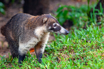 White-nosed Coati - Nasua narica, known as the coatimundi, family Procyonidae (raccoons and relatives). Spanish names for the species are pizote, antoon, and tejon. Long tails up.