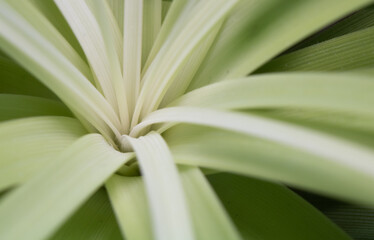 Close of of a pony palm leaves
