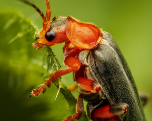 Macrophotography of a Soldier Beetle (Cantharis livida) with natural green background. Extremely close-up and details.