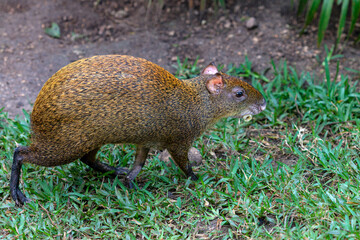 A Central American Agouti (Dasyprocta punctata) walking in grass,  Mexico the Yucatan Peninsula