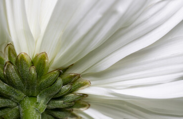 close up of a stem and white petals 