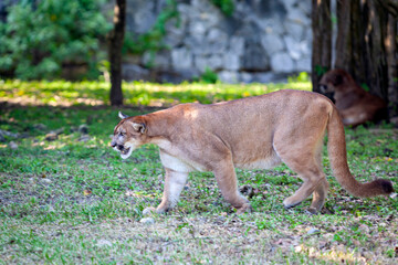 Naklejka na ściany i meble Portrait of Beautiful Puma. Cougar, mountain lion, puma, panther, striking pose, scene in the woods, wildlife America.. 