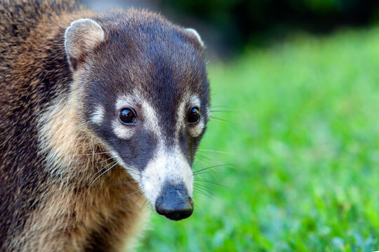 White-nosed Coati - Nasua narica, known as the coatimundi, family Procyonidae (raccoons and relatives). Spanish names for the species are pizote, antoon, and tejon. Long tails up.