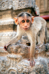A baby Monkey macaque sits on the facade of the temple in close-up.