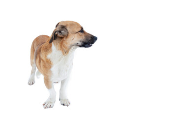 Close up portrait photo of an adorable mongrel dog isolated on white