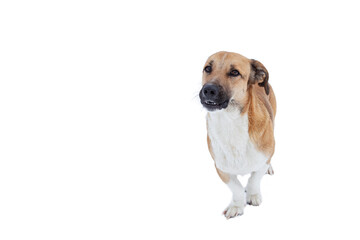 Close up portrait photo of an adorable mongrel dog isolated on white