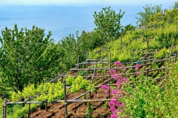 Pretty pink flowers, young grape vines on wooden trellises, and fruit trees growing high on a slope above the sea, along the beautiful Valle delle Ferriere hiking trail on the Amalfi Coast, Italy.