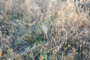spiderweb in frost