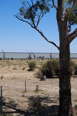 tree on the shore of lake