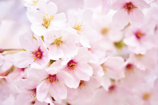 ピンクに咲き誇る満開の桜の花