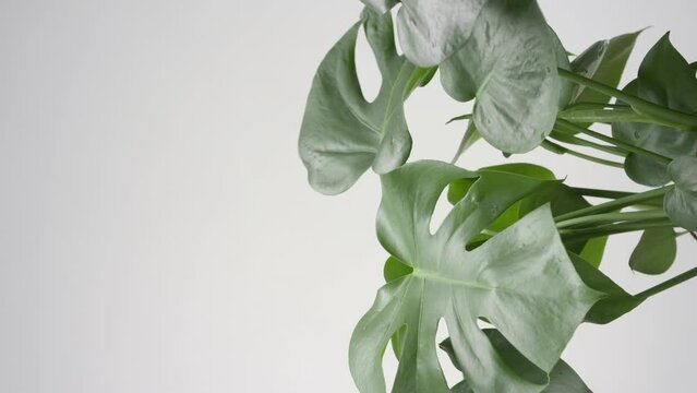Vertical medium close-up shot of draft wind is making monstera trembling on grey background | Jungle houseplants commercial