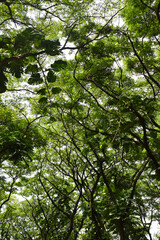 Fototapeta premium Tree branches and sky seen from low angle. in the morning