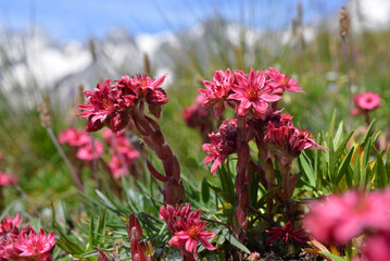 Close-up of beautiful pink flowers Sempervivum montanum or Houseleeks growing in the mountain meadow. 