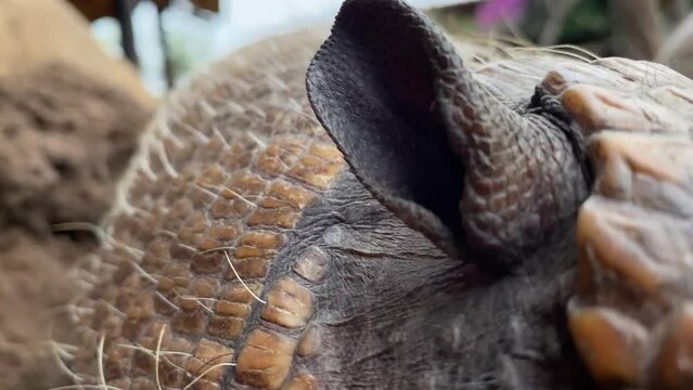 Armadillo details of eyes ears and scales - six banded armadillo (Euphractus sp)