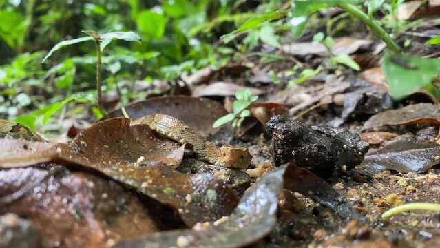 Snake moving towards camera - Pit viper Jararaca (Bothrops jararaca) young snake moving with heads up on atlantic forest floor