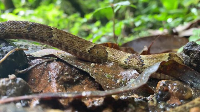 Pit viper Jararaca (Bothrops jararaca) young baby moving on florest floor - detail of its side moving where you see their prints