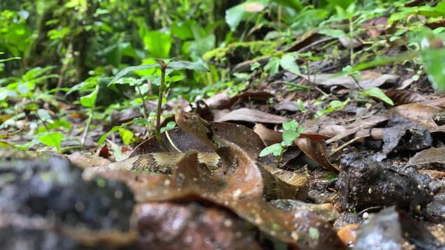 Pit viper Jararaca (Bothrops jararaca) young snake baby moving with heads up on atlantic forest floor