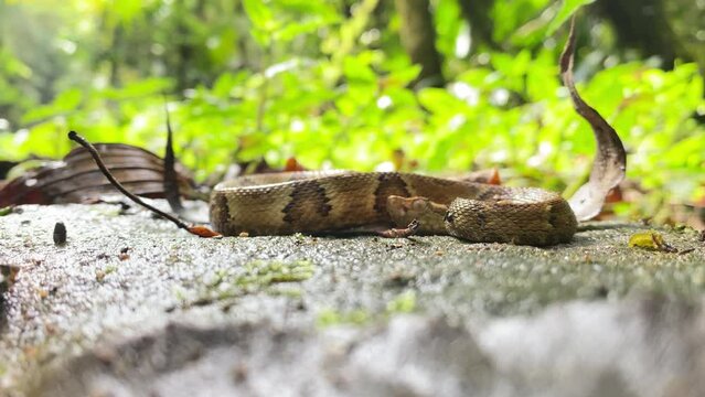 Snake standing still - Pit viper Jararaca (Bothrops jararaca) young looking around on the floor