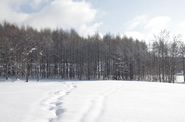 針葉樹林に続く雪原の足跡
